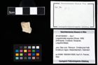 Foto (Objekt + Etikett) von Longodromites angustus (Reuss, 1858)  (NHMW-GEO-2014-0194-0001)
